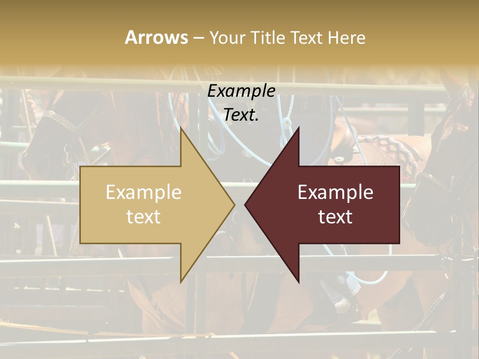 West Competition Calf PowerPoint Template