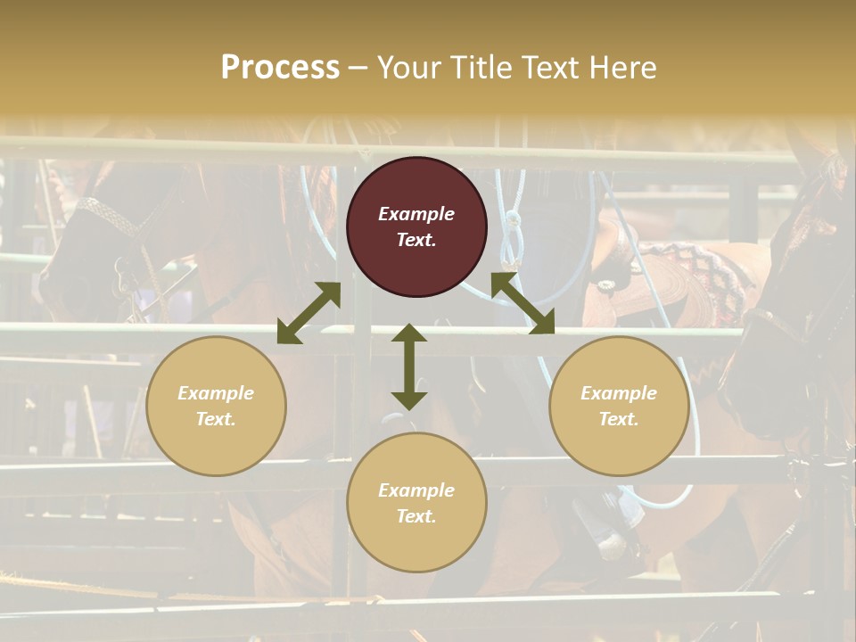 West Competition Calf PowerPoint Template