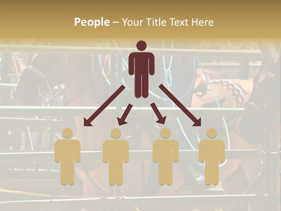 West Competition Calf PowerPoint Template