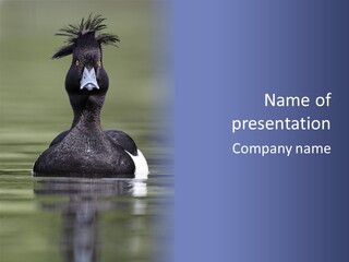 Bird Water Duck PowerPoint Template