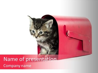 Kitty Single Animal Mammal PowerPoint Template