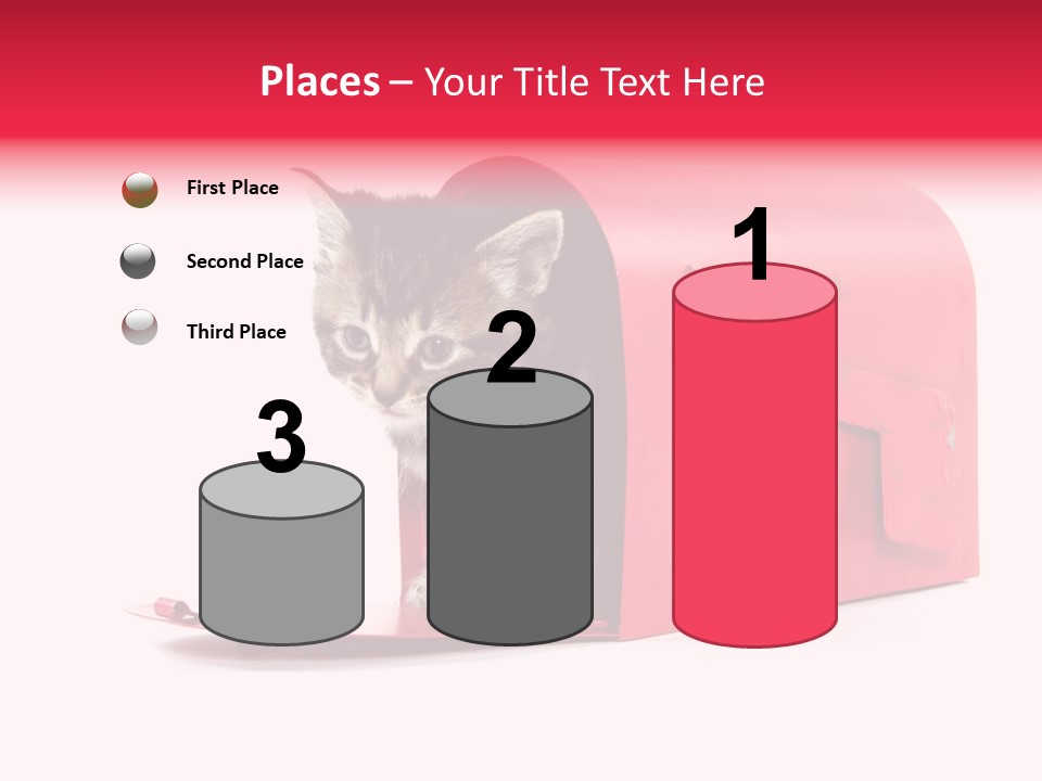Kitty Single Animal Mammal PowerPoint Template
