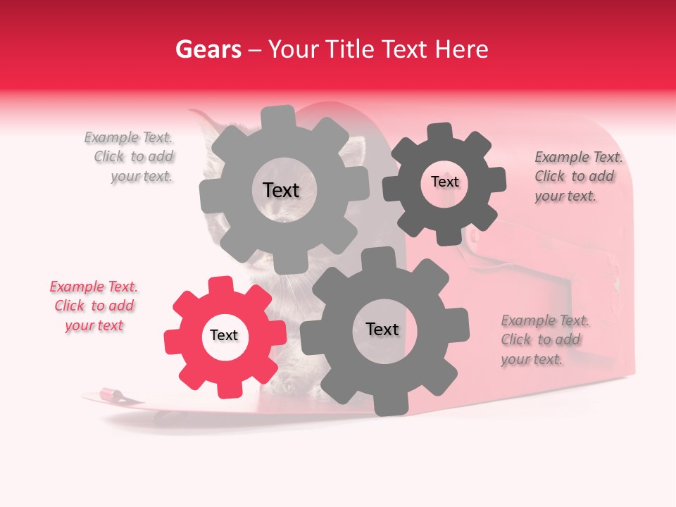 Kitty Single Animal Mammal PowerPoint Template