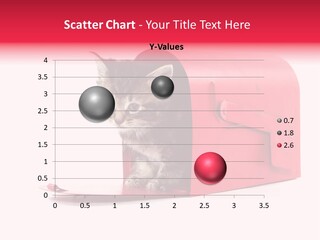 Kitty Single Animal Mammal PowerPoint Template