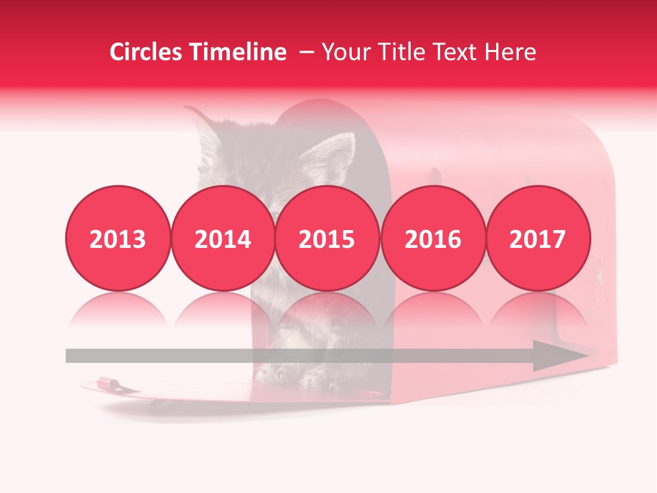 Kitty Single Animal Mammal PowerPoint Template