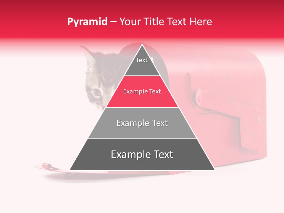 Kitty Single Animal Mammal PowerPoint Template