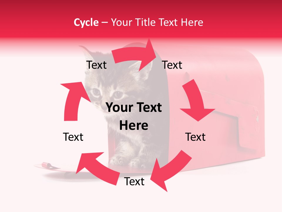 Kitty Single Animal Mammal PowerPoint Template