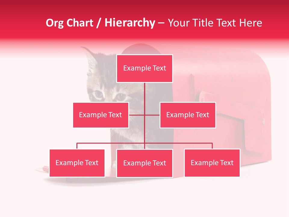 Kitty Single Animal Mammal PowerPoint Template