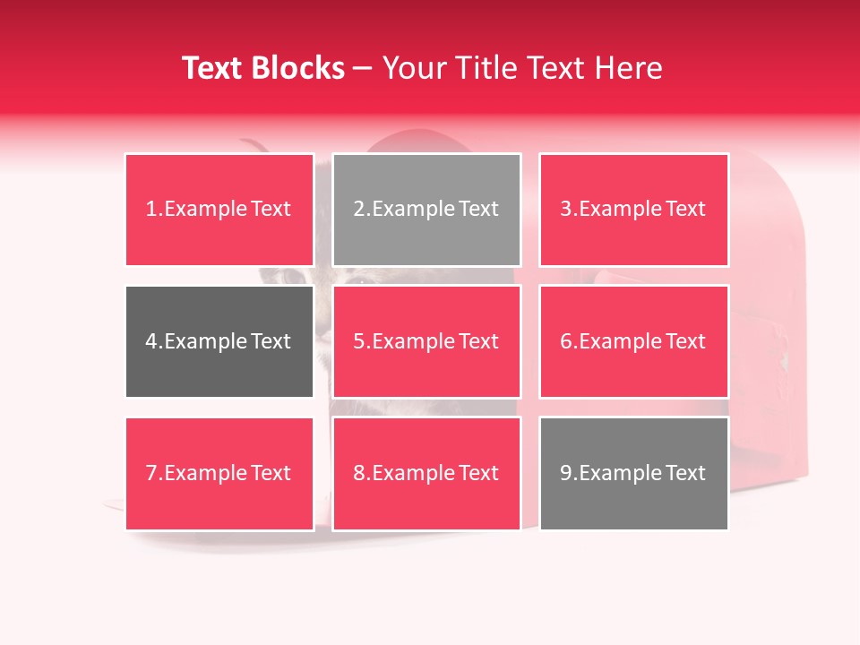 Kitty Single Animal Mammal PowerPoint Template