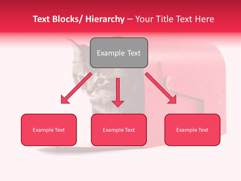 Kitty Single Animal Mammal PowerPoint Template