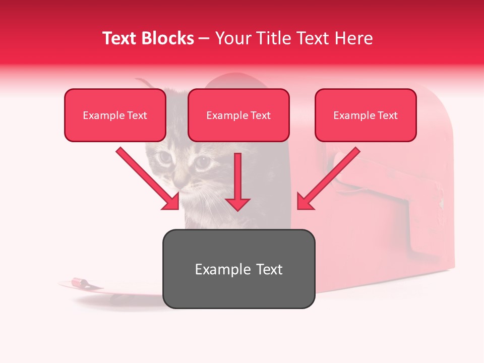 Kitty Single Animal Mammal PowerPoint Template