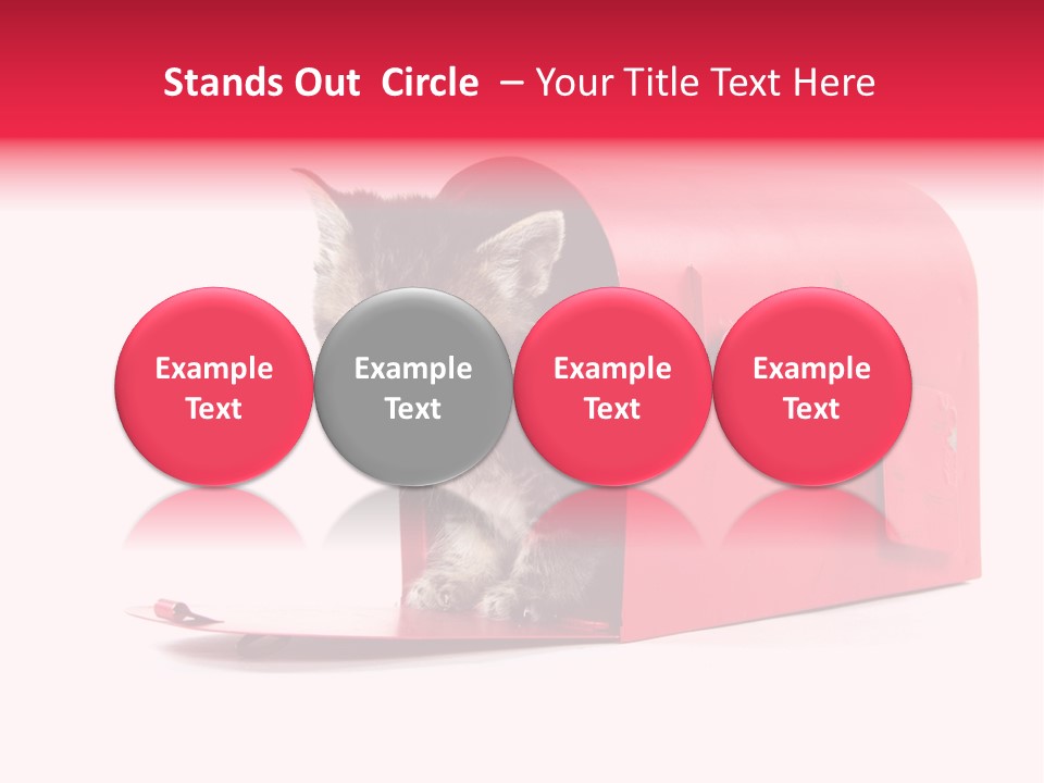 Kitty Single Animal Mammal PowerPoint Template