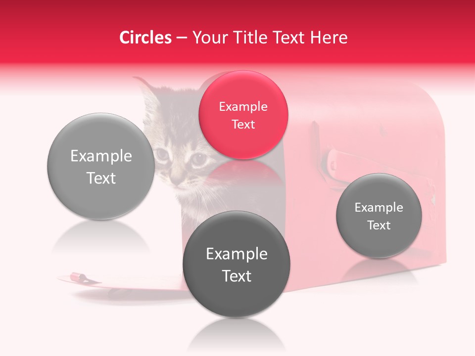 Kitty Single Animal Mammal PowerPoint Template