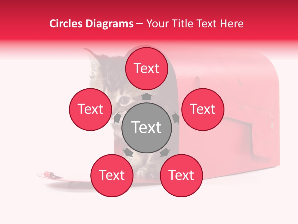 Kitty Single Animal Mammal PowerPoint Template