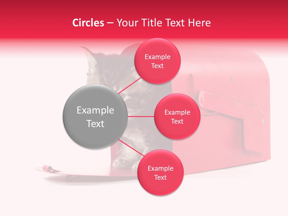 Kitty Single Animal Mammal PowerPoint Template