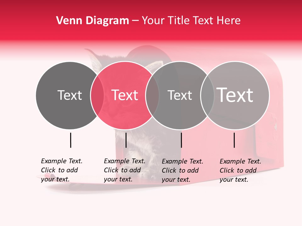 Kitty Single Animal Mammal PowerPoint Template