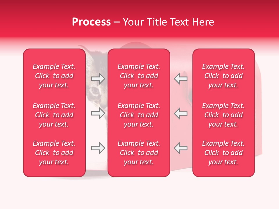 Kitty Single Animal Mammal PowerPoint Template