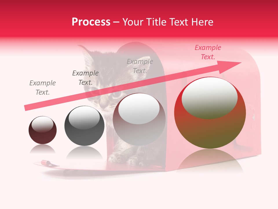 Kitty Single Animal Mammal PowerPoint Template