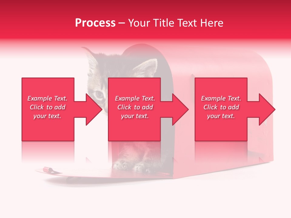 Kitty Single Animal Mammal PowerPoint Template