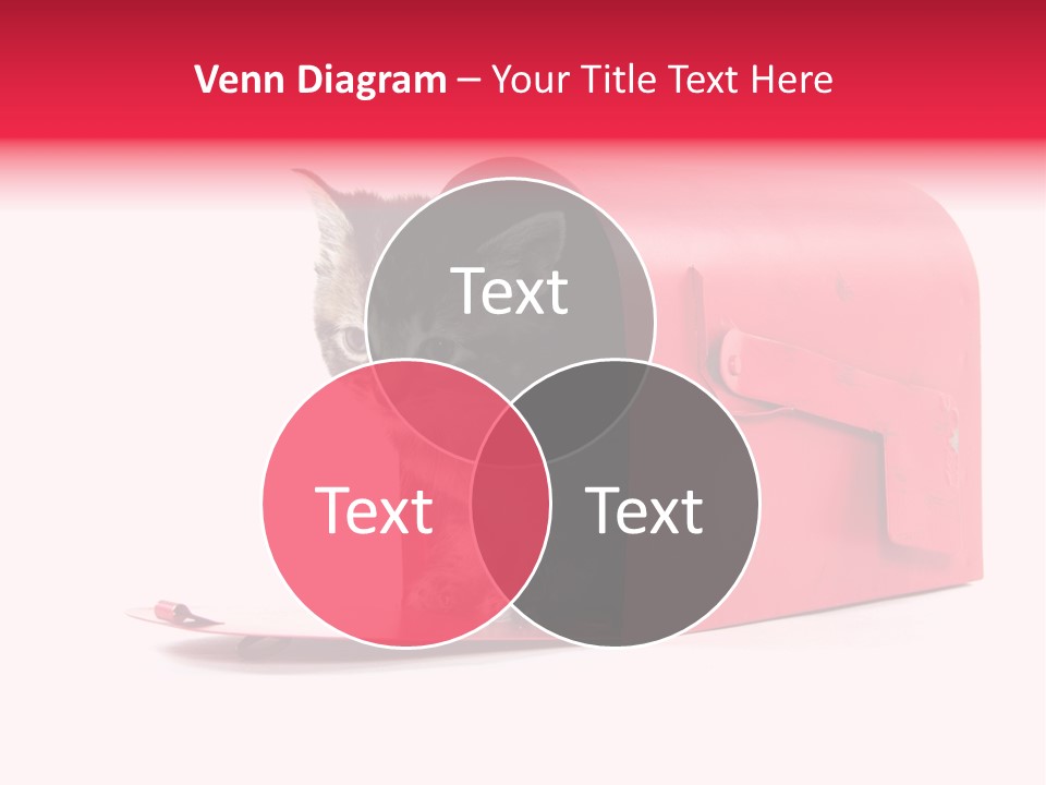 Kitty Single Animal Mammal PowerPoint Template