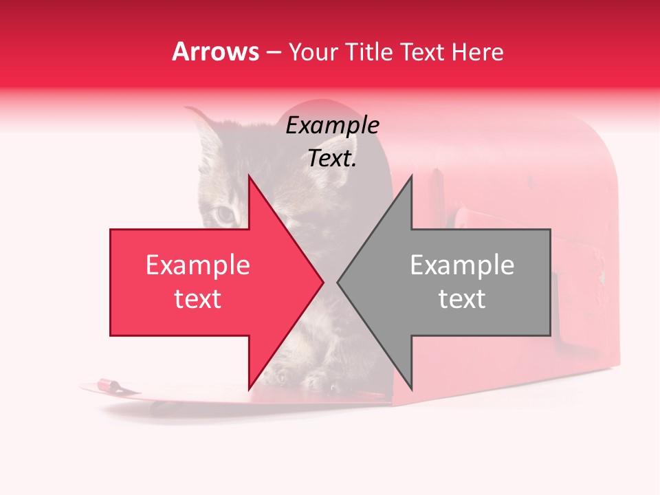 Kitty Single Animal Mammal PowerPoint Template