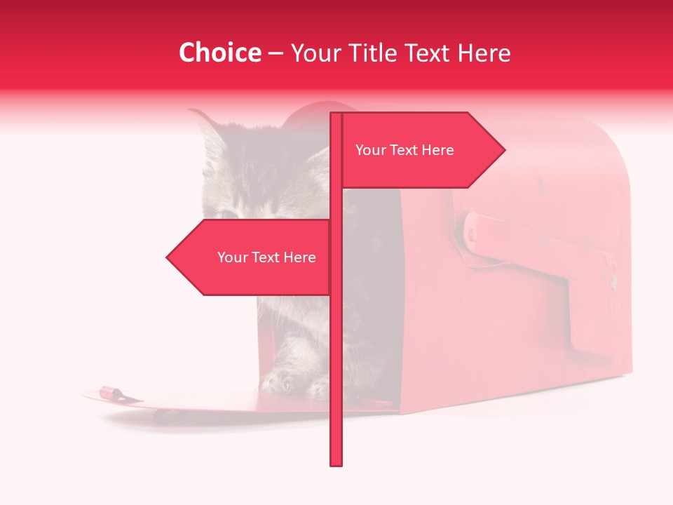 Kitty Single Animal Mammal PowerPoint Template