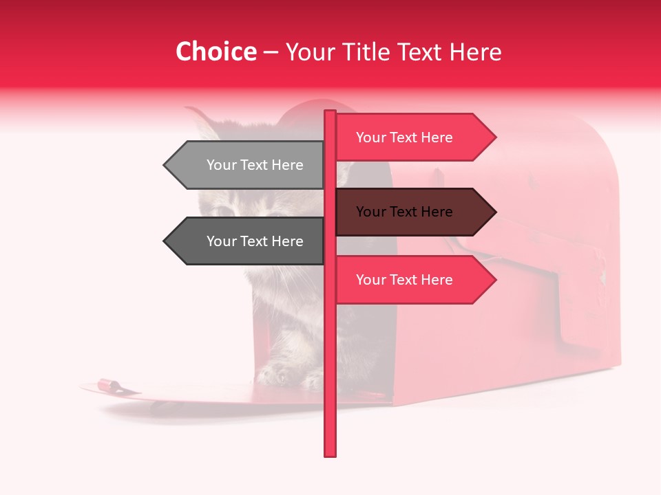 Kitty Single Animal Mammal PowerPoint Template