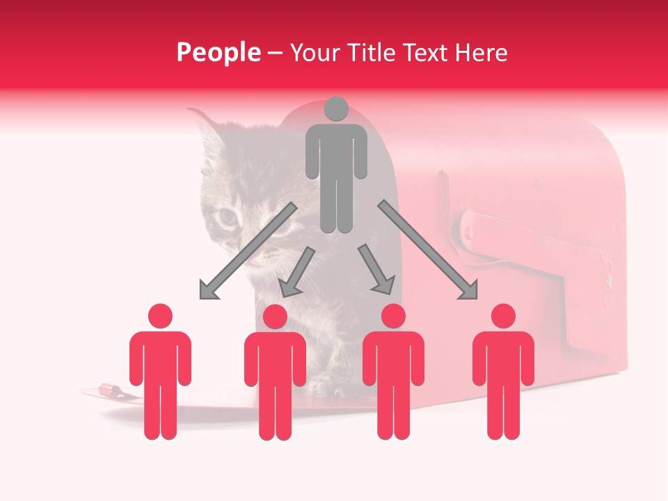 Kitty Single Animal Mammal PowerPoint Template