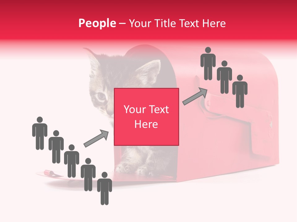 Kitty Single Animal Mammal PowerPoint Template