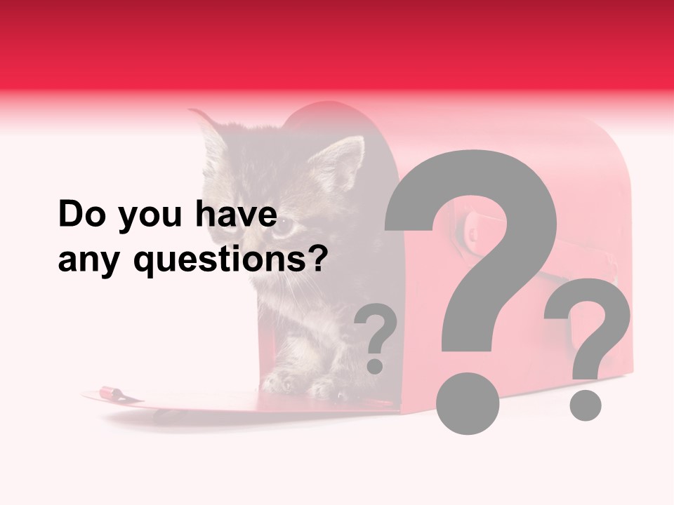 Kitty Single Animal Mammal PowerPoint Template