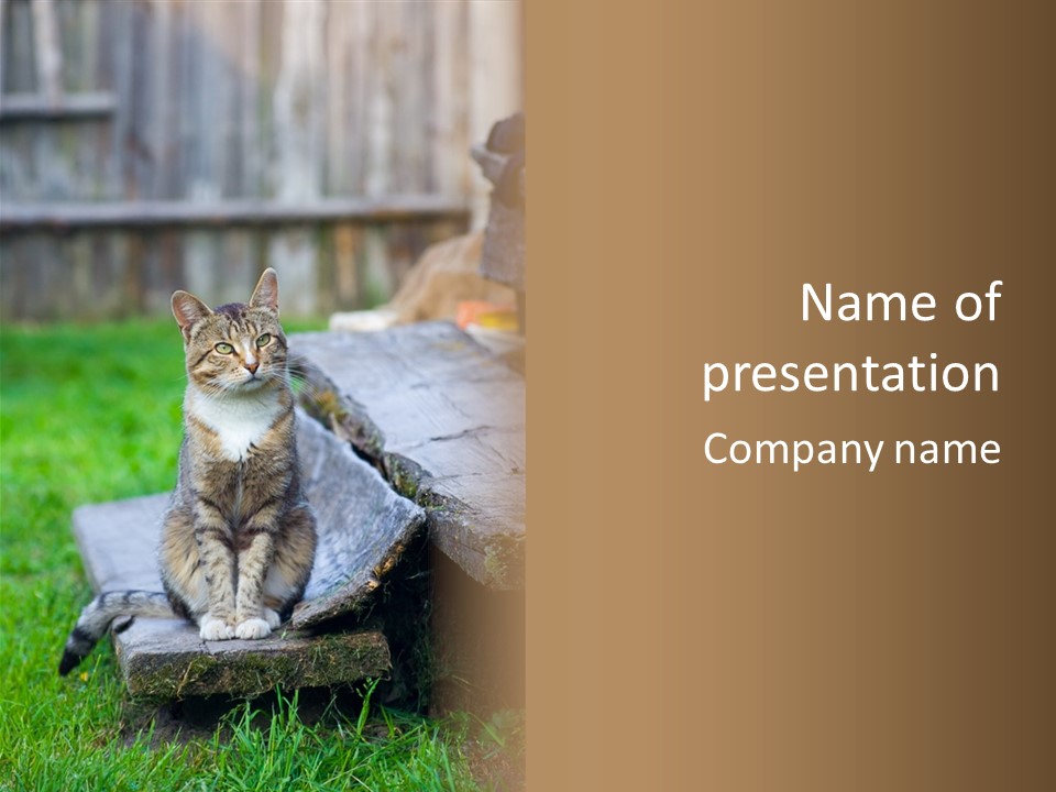 Color Tabby Quiet PowerPoint Template