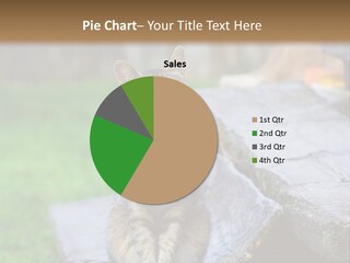 Color Tabby Quiet PowerPoint Template