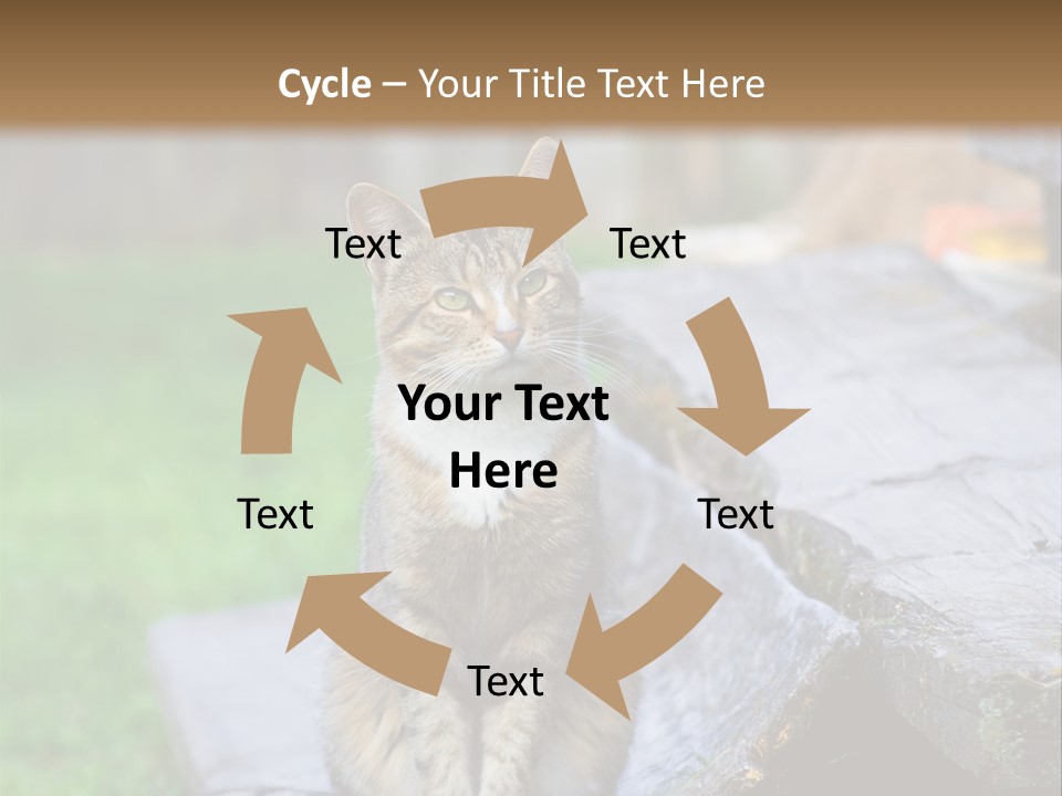 Color Tabby Quiet PowerPoint Template