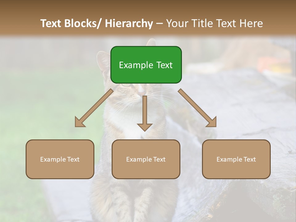 Color Tabby Quiet PowerPoint Template