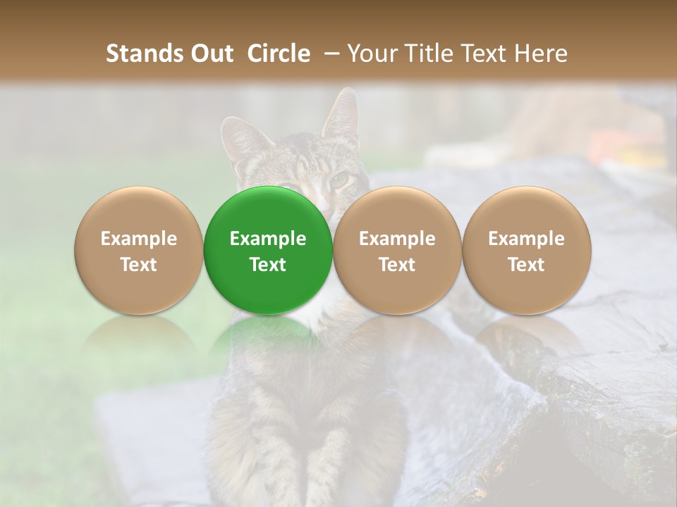 Color Tabby Quiet PowerPoint Template