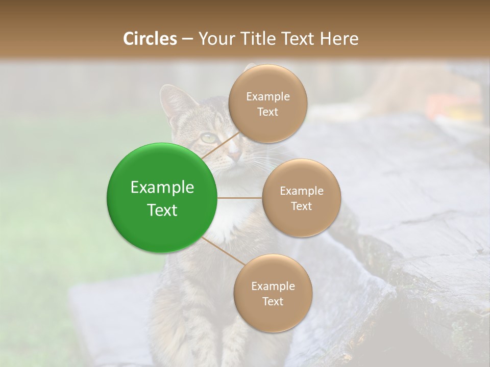 Color Tabby Quiet PowerPoint Template