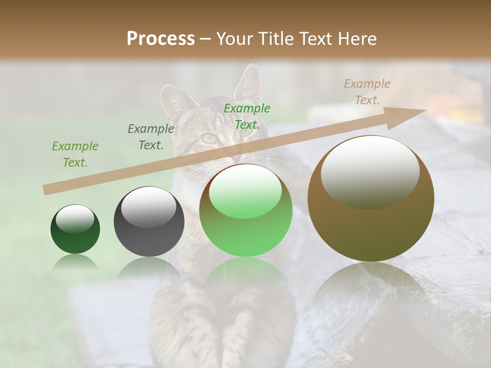 Color Tabby Quiet PowerPoint Template