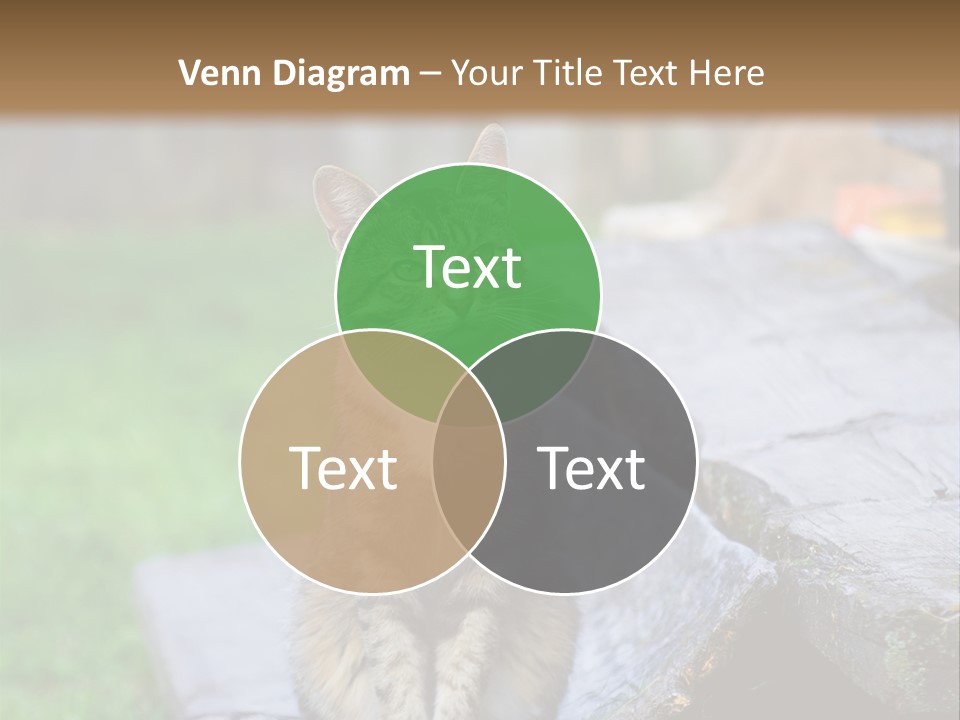 Color Tabby Quiet PowerPoint Template