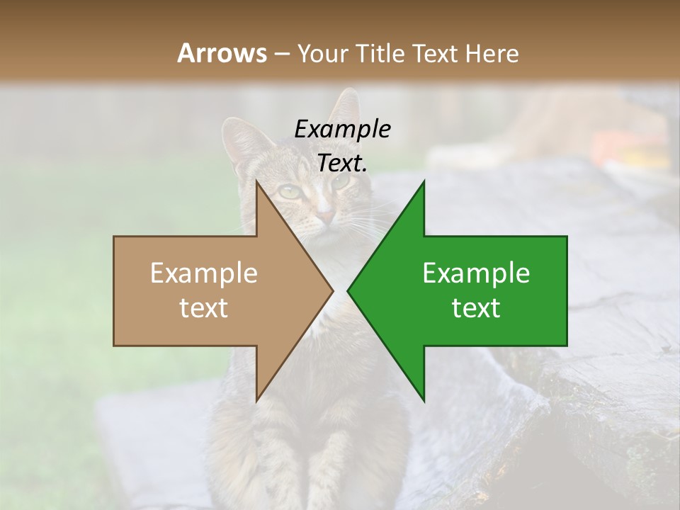 Color Tabby Quiet PowerPoint Template