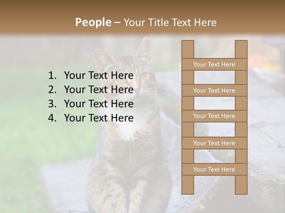 Color Tabby Quiet PowerPoint Template