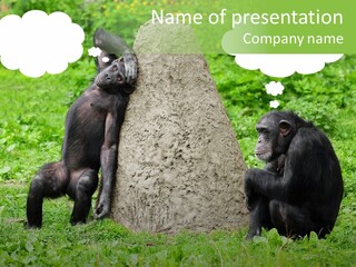 Ecology Zoo Animals Intellectual PowerPoint Template