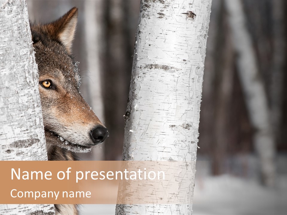 Canis Lupus Wolf Natural PowerPoint Template