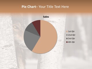 Canis Lupus Wolf Natural PowerPoint Template