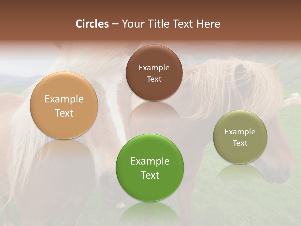 Coat Chestnut Breeding PowerPoint Template