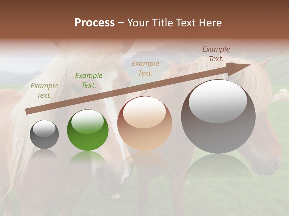 Coat Chestnut Breeding PowerPoint Template
