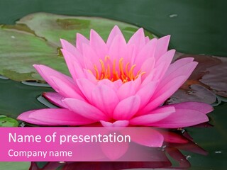 Natural Wet Pure PowerPoint Template