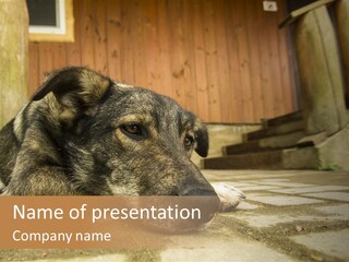 A Dog Laying On The Ground With A Name Plate PowerPoint Template