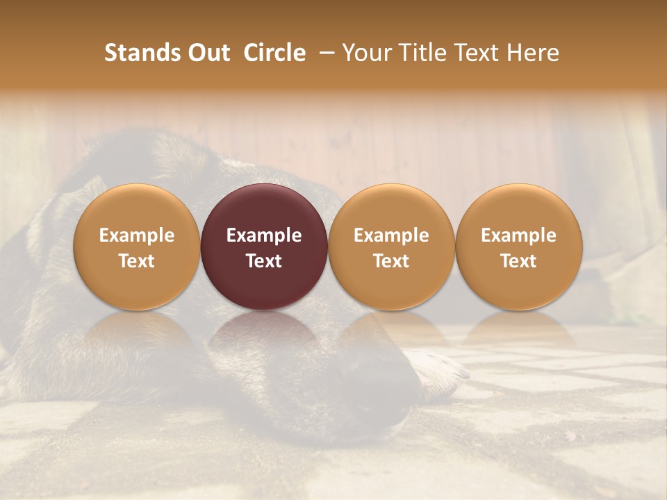 A Dog Laying On The Ground With A Name Plate PowerPoint Template