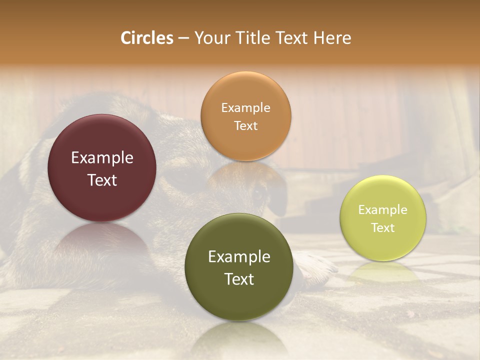 A Dog Laying On The Ground With A Name Plate PowerPoint Template