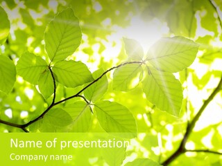 Trees Summer Spring PowerPoint Template